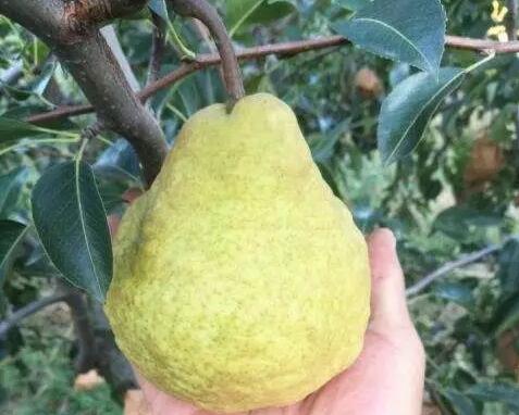 中华丑梨