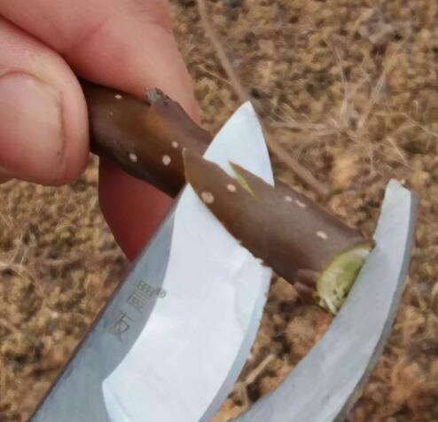 梨树嫁接