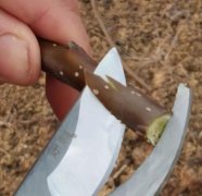 梨树嫁接时间和方法（实践篇）
