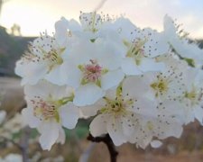 果树开花时能浇水吗