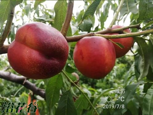 中油金铭
