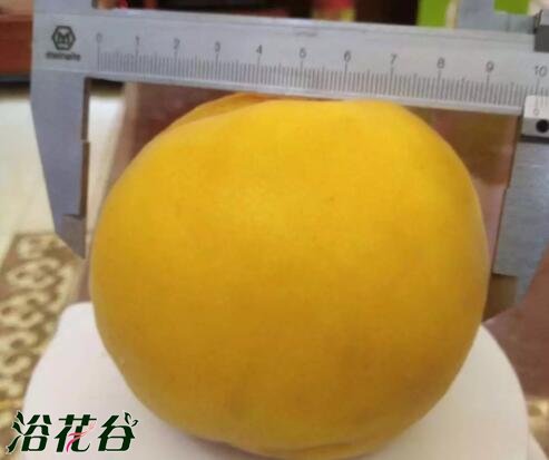 中油金铭