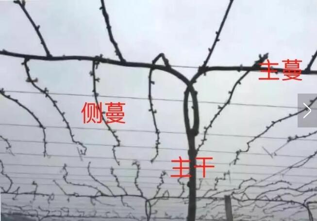猕猴桃当年长的藤蔓会结果吗