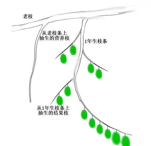 猕猴桃当年长的藤蔓会结果吗