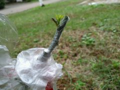 果树嫁接后的管理