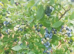 盆栽蓝莓用什么肥料