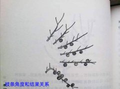 无花果拉枝吗,什么时间拉枝