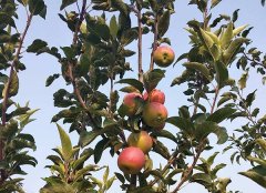 苹果树什么时候施钾肥