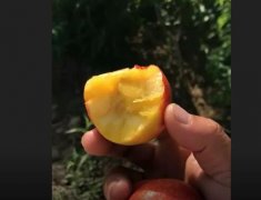 中油19号油桃品种介绍