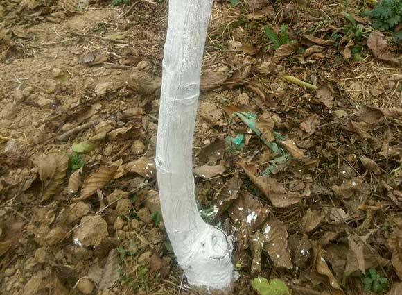 果树涂白