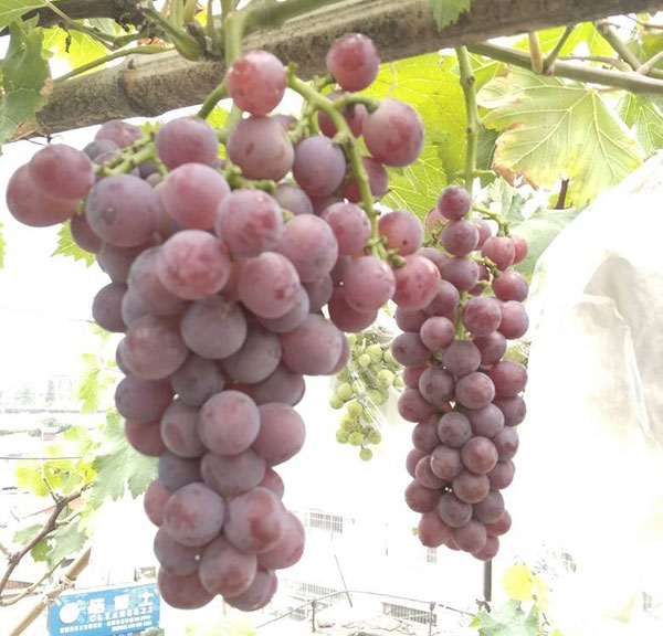 早霞<a href='https://www.861230.com/guanhuazhiwu/6595.html' target='_blank'><u>玫瑰</u></a>葡萄