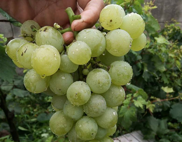 阳光<a href='https://www.861230.com/guanhuazhiwu/6595.html' target='_blank'><u>玫瑰</u></a>