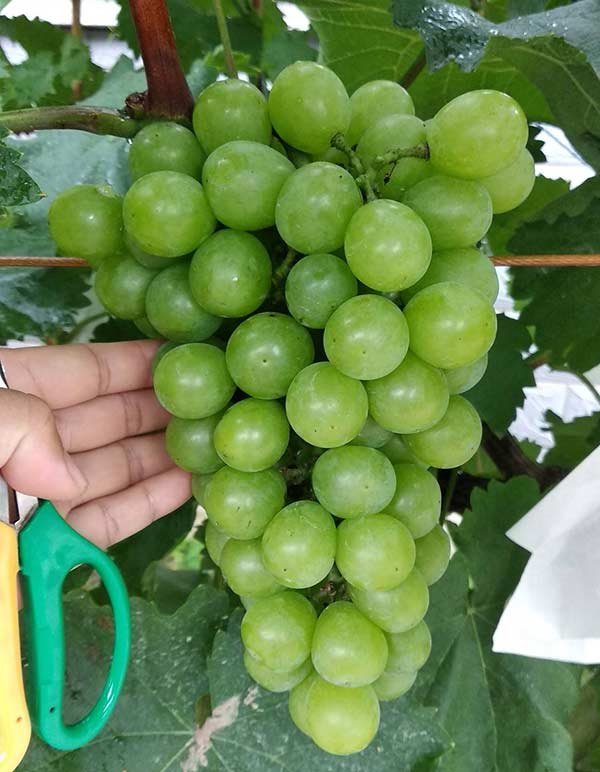 阳光<a href='https://www.861230.com/guanhuazhiwu/6595.html' target='_blank'><u>玫瑰</u></a>