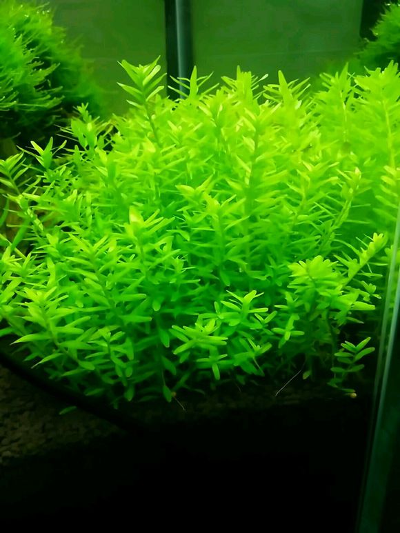 绿宫廷水草