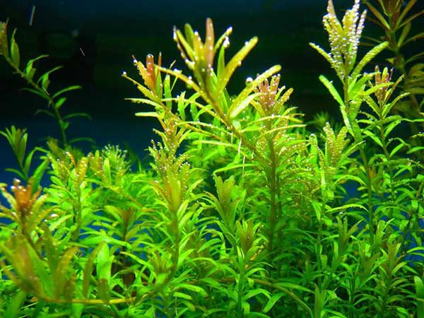 绿宫廷水草