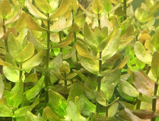 虎耳水草
