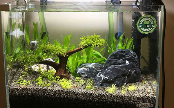 草缸