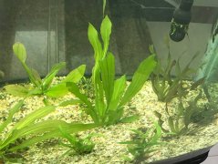 皇冠草好养吗(怎么养)