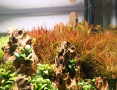 红色水草为什么不红（强光、CO2、适量的铁肥）