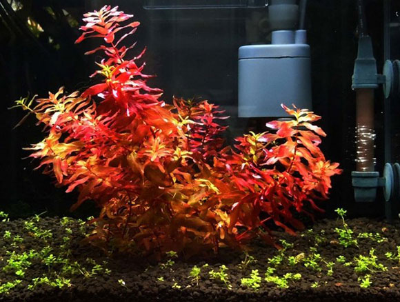 迷你红蝴蝶