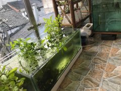 鱼缸养浮萍会增氧吗(相反会缺氧)