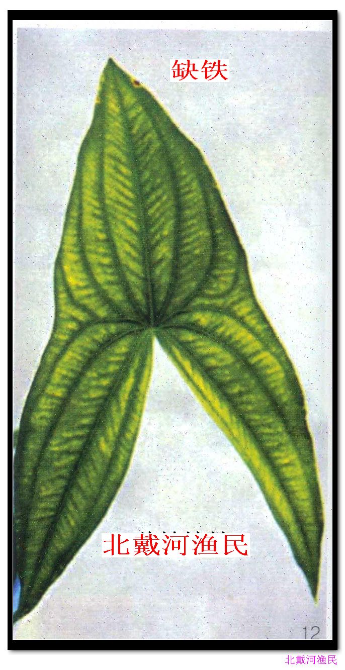水草缺铁
