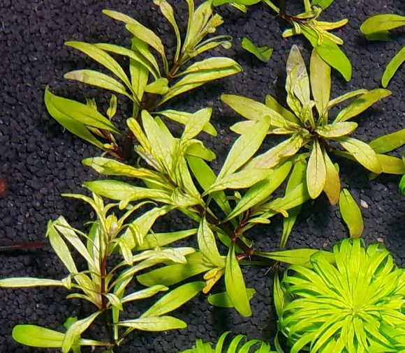 水草缺二氧化碳症状