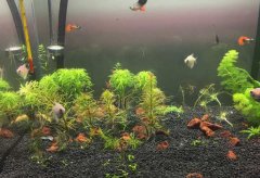 水草缺二氧化碳症状（图）