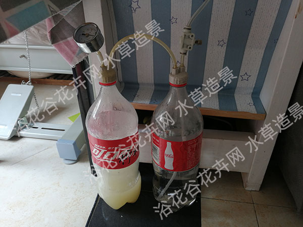 糖和酵母粉反应