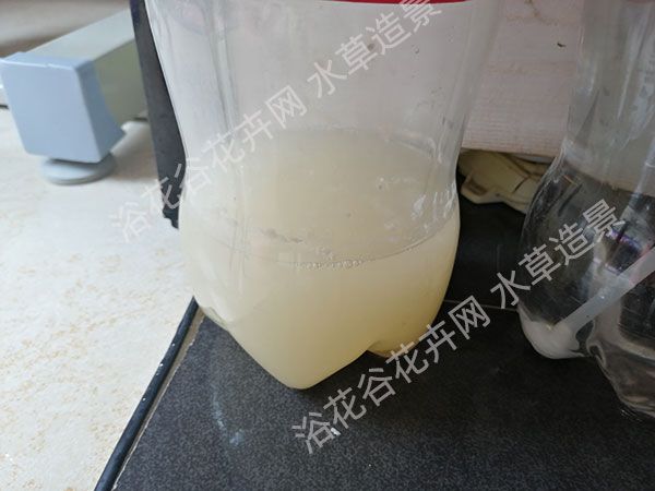糖和酵母粉反应