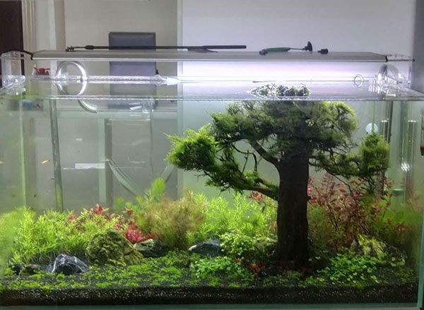草缸