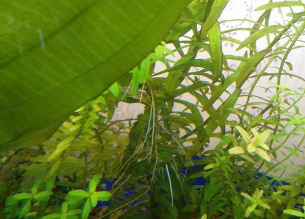 水草气根