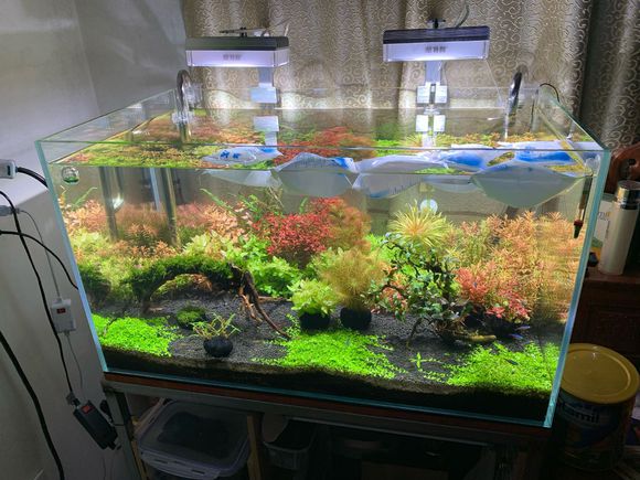 草缸