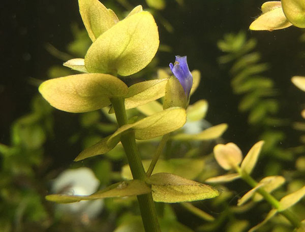 虎耳水草修剪