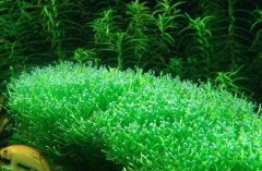 鹿角苔需要水草泥吗（不需要）