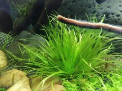 草缸爆氧会死草吗