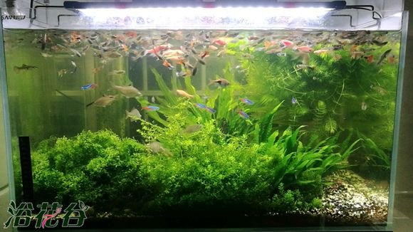 草缸施肥