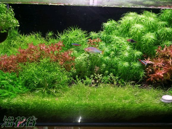 草缸施肥