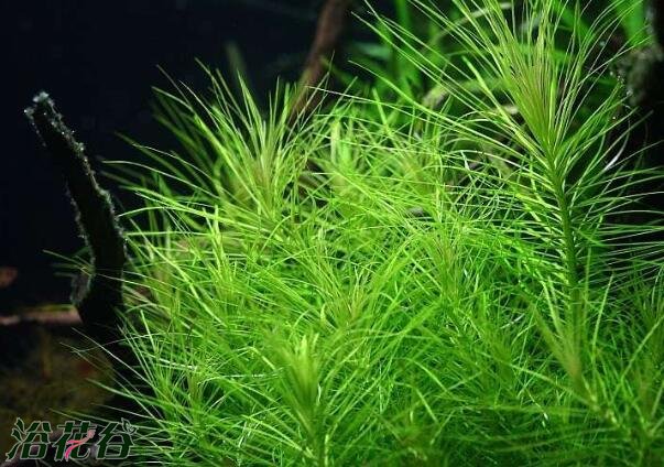 草缸施肥