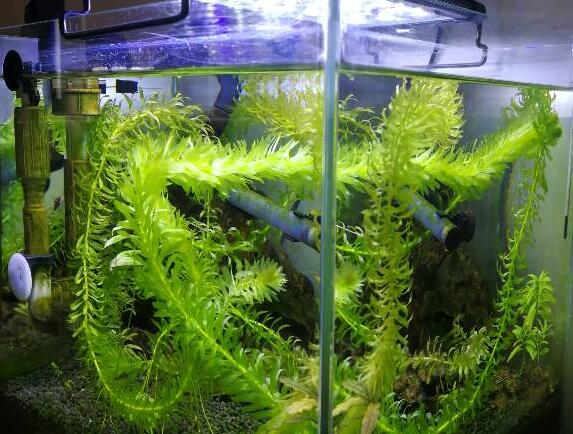 蜈蚣草水草怎么养