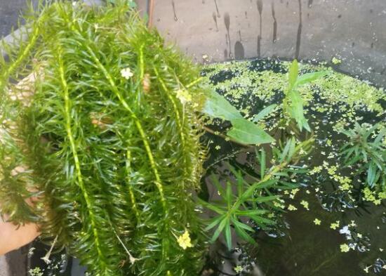 蜈蚣草水草怎么养