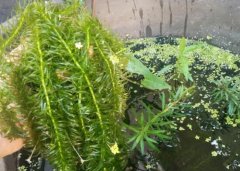 蜈蚣草水草怎么养,扎根繁殖