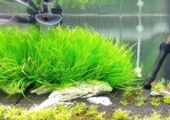 日本箦藻怎么修剪,不容易