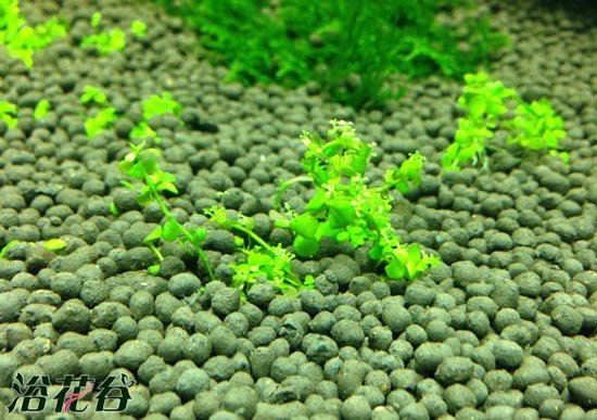 爬地矮珍珠需要co2吗