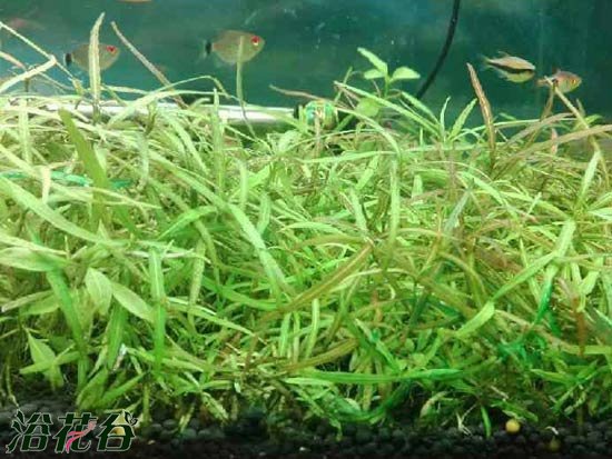 迷你对叶水草能养多久
