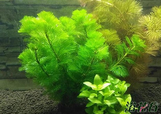 绿菊水草怎么养