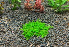 爬地矮珍珠种植技巧(新手总结篇)
