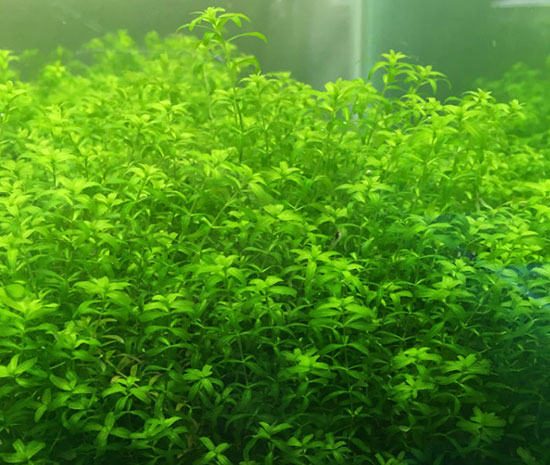 日本珍珠草