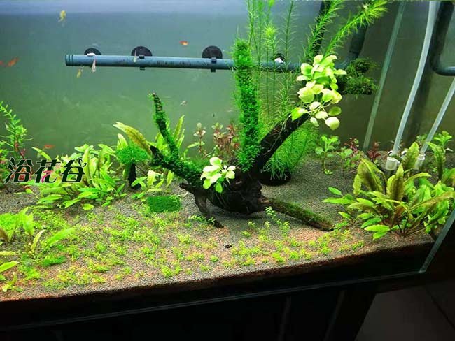水草泥