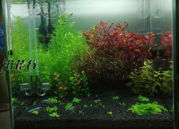水草泥